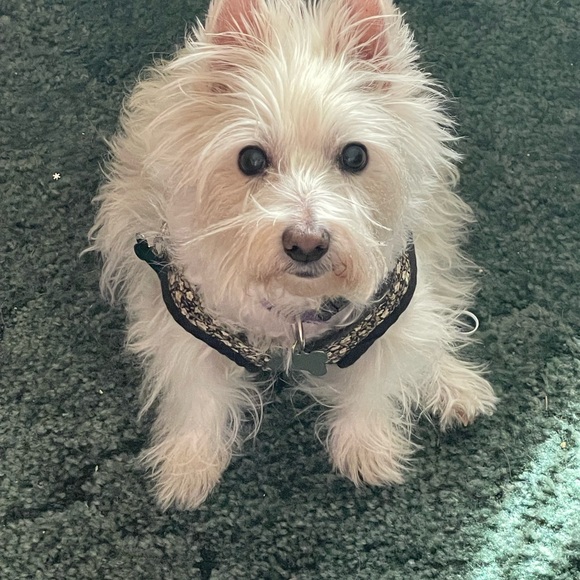 Meet your Posher, Lovada - Picture 5 of 11